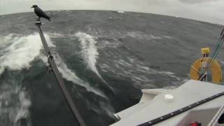 Racing In The Shetland Round Britain & Ireland - Lerwick To Lowestoft