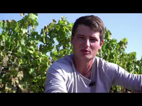 Les Beaujolais Nouveaux : Vins de Vignerons - par TERROIRS ORIGINELS