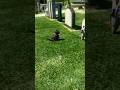 The Dog Who Visits Owner's Grave In GTA