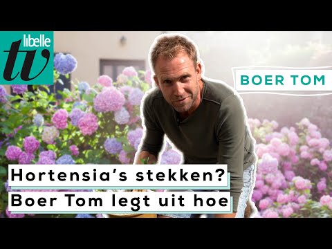 , title : 'Boer Tom laat stap voor stap zien hoe je hortensia's stekt'