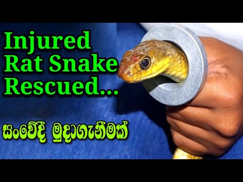 මේ වගේ දේවල් ඔබේ වටපිටාවෙ තිබුනොත් ඉවත් කරන්න..