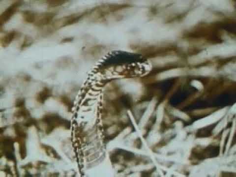 GH0SH X PLAZID - STEADY BLAZIN