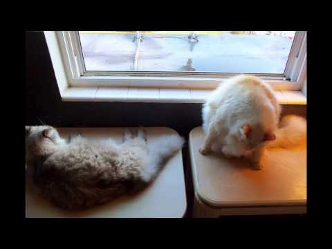 Ely and Squishy.  Lovelly and strong Cats.