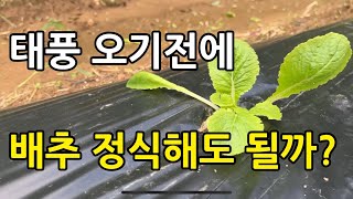 사상 최강 힌남노 태풍에 우리배추는 무사할까?