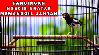 Download lagu Pancingan anis kembang memanggil jantan ngecis nratak. mp3