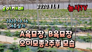 오이재배, 2020년 10월 16일 아주심기 후 15일 경과한 오이 모종 A육묘장과 B육묘장 비교영상 [농사…