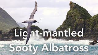 Light-mantled Sooty Albatross Habitat
