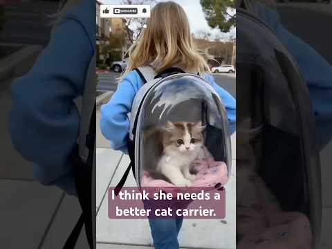 I think she needs a better cat carrier. #cat #babyanimals