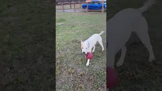 Video preview image #1 American Bulldog-Unknown Mix Puppy For Sale in Wakefield, RI, USA