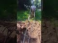 hongre percheron travail du sol