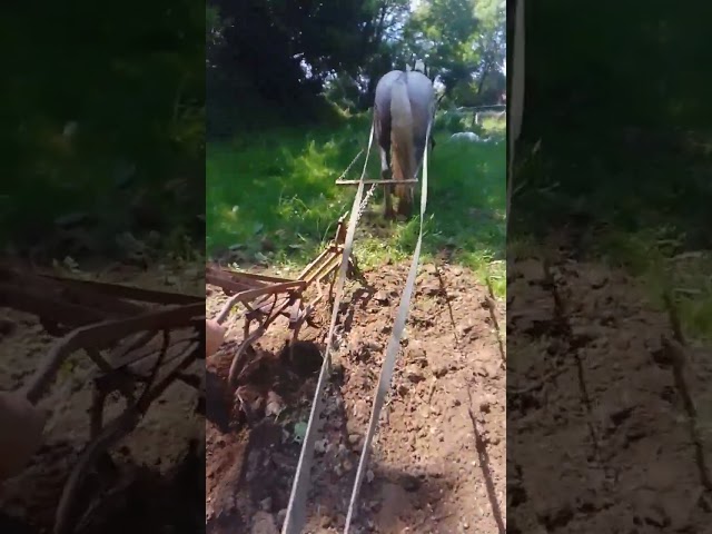 hongre percheron travail du sol