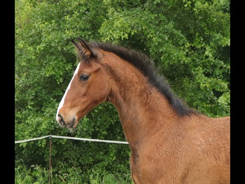 Hengstfohlen von Fürst Belissaro x Rotspon