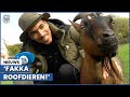Wildebras praat straattaal met dieren: ‘Deze geit is soldaat’