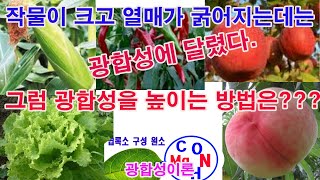 작물이 크고 열매가 굵어지는데는 광합성에 달렸다. 그럼, 광합성을 높이는 방법은? 작물 자람, 열매 비대, …