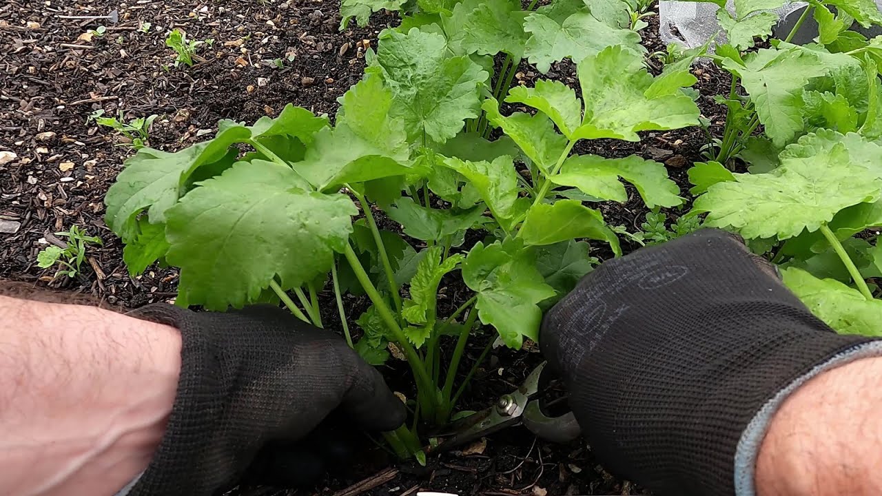 Update #11 - Parsnip seedlings | Thinning parsnips