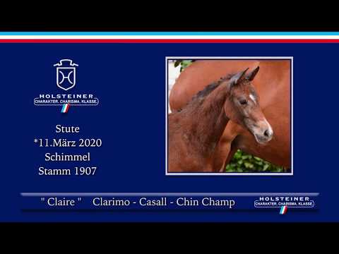 Holsteiner Online-Fohlenauktion 2020 - Claire