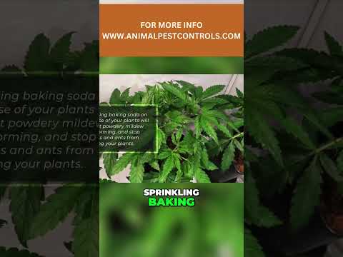 Baking Soda as a Fungicide and Insecticide - Natural Plant Protection