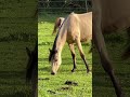 Pferdekoppel Und Pferde Mit Schwarzer Stute Und Falbe Fohlen Im Abendlicht Pferde Shorts Life