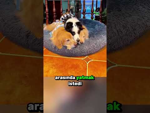 Sürekli Beraber Uyuyan Sevimli KÖPEKLER! 🐕‍🦺 🛏️ 💖