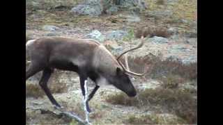 preview picture of video 'reindeer and moose near boarder sweden norway part 8 (video by ben&hanny)'