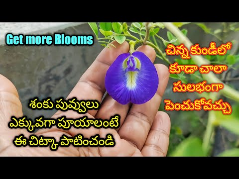 How to grow Aparajita Plant in Telugu | Flowering plants