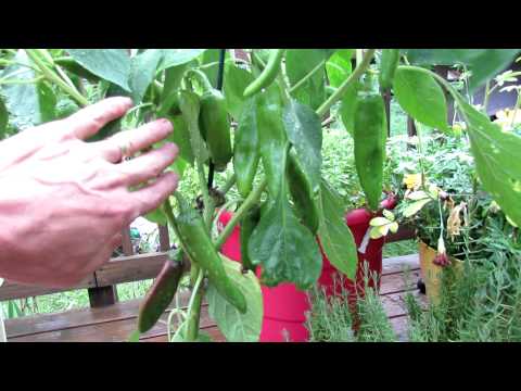 YouTube video about: Where to buy anaheim pepper plants?