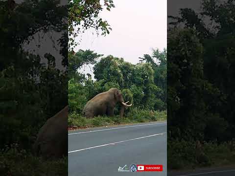 Big boss the largest tusker elephant comes on highway at buxa tiger reserve forest  | Shorts#324