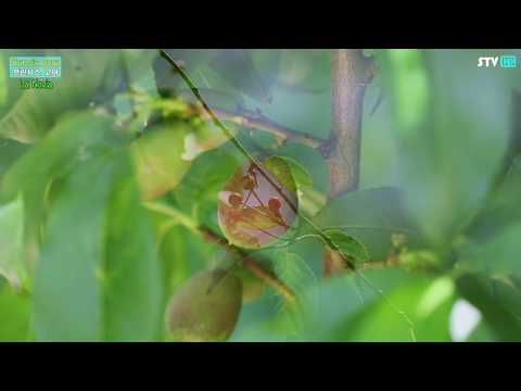 Romantic Acoustic Guitar ( Francis Goya )