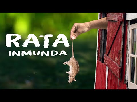 Marichal - Rata Inmunda
