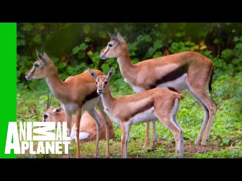 This Young Gazelle Is Healthy And Ready To Join The Herd! | The Zoo