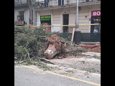 TALA INDISCRIMINADA DE ARBOLES DE MAS DE 70 AÑOS POR EL AYUNTAMIENTO DE  BARCELONA DE ADA COLAU