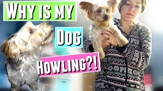 WHY IS MY DOG CRYING & HOWLING?!