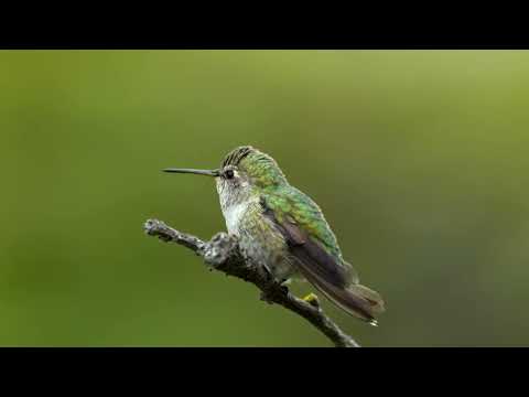 Anna’s Hummingbird at 120fps. Nikon Z8 and 600pf.