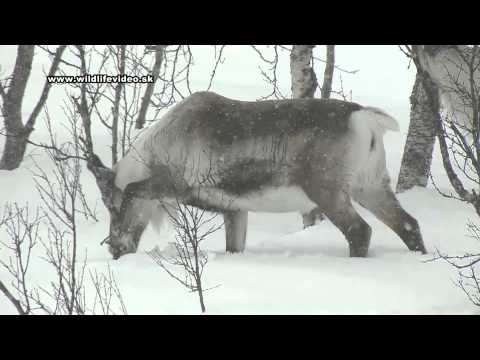 December 2012 - Trocha Vianočnej nostalgie - Sob polárny