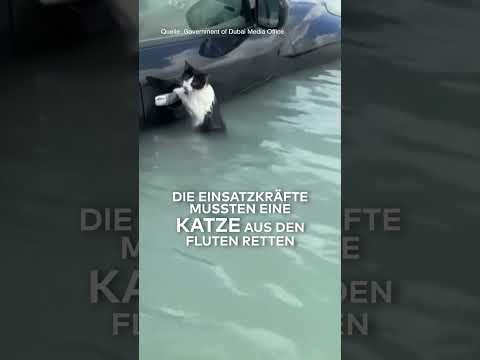DUBAI: Dramatische Bilder! Kleine Katze klammert sich an Auto-Türgriff – Rettung naht | WELT #shorts