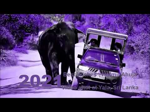 Happy New Year 2021 to all! Wishing you health, happiness & healing! Best Wishes from Harmit Ahuja