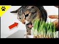 THIS Is Why Cats Vomit After Eating GRASS