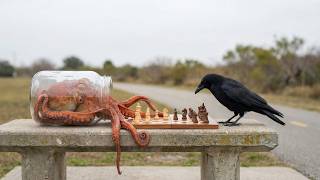 The Most Genius Animals in the World