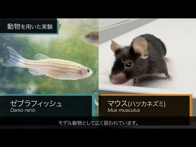 動画サムネイル