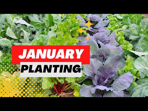 , title : 'What CROPS to GROW in JANUARY'