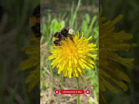 5 Hummel-Fakten, die du garantiert nicht wusstest (Nr. 5 ist irre) - Gartenexpedition #shorts