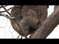 Koalas Mating