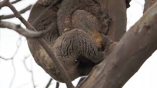 [討論]居然koalas性愛影片被流出