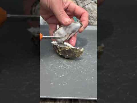 Hogwash on an Oyster #westcoast #oyster #seafood