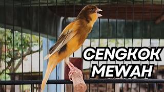 Download lagu Kenari Gacor Ngerol Sampai Tuntas – Cocok untuk Isian & Pancingan Kenari PAUD AGAR BUNYI!! mp3 Download lagu Kenari Gacor Ngerol Sampai Tuntas – Cocok untuk Isian & Pancingan Kenari PAUD AGAR BUNYI!! mp3