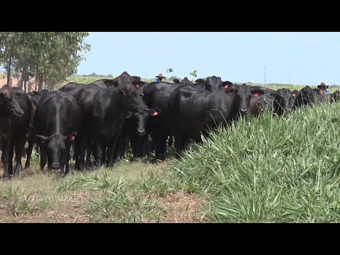 Segunda etapa da vacinação de bovinos contra febre aftosa segue até fim de Novembro 06 11 2021