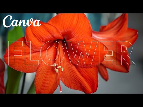20 canva typography hacks and tricks tutorial