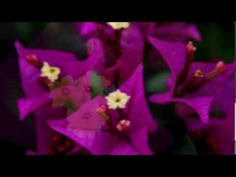 Kothanada Inne Ayi Adambara - කොතැනද ඉන්නේ ඇයි ආඩම්බර