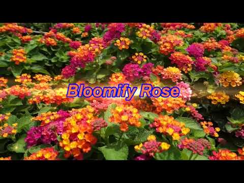 download lagu mp3 mp4 Lantana Plant Florida, download lagu Lantana Plant Florida gratis, unduh video klip Lantana Plant Florida