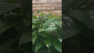 Download lagu Wow, Bibit Kopi Lampung Langsung berbuah Gaess Maksudnya cepat berbuah, langsung ini contohnya😊 mp3